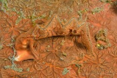 Clathria