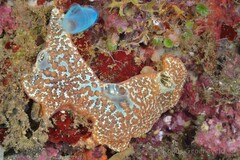 Aplousobranchia