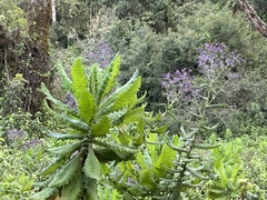 Nicotiana tabacum