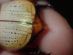 Anoplognathus olivieri