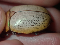 Anoplognathus olivieri