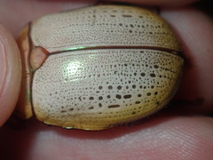 Anoplognathus olivieri