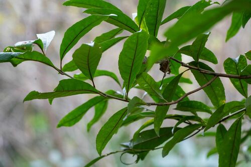 Elaeocarpus zollingeri iNat (3)