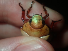 Anoplognathus olivieri