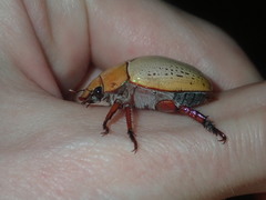Anoplognathus olivieri