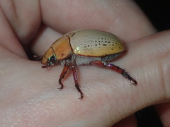 Anoplognathus olivieri