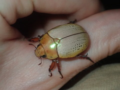 Anoplognathus olivieri