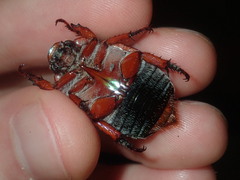 Anoplognathus olivieri