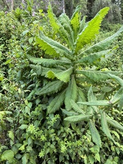 Nicotiana tabacum
