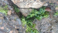 Ulvaceae