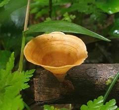 Fungi
