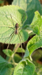 Leucauge celebesiana