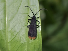 Diatrichalus funereus