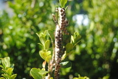 Ropalidia revolutionalis