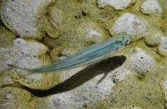 Atherinomorus vaigiensis