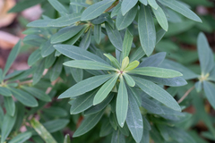 Daphne pseudomezereum