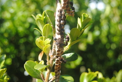 Ropalidia revolutionalis