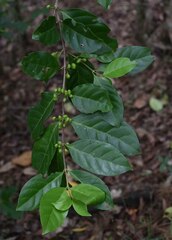 Cyclophyllum multiflorum