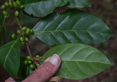 Cyclophyllum multiflorum