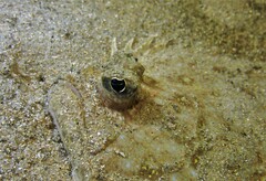 Pseudorhombus jenynsii