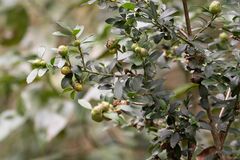 Ilex crenata crenata