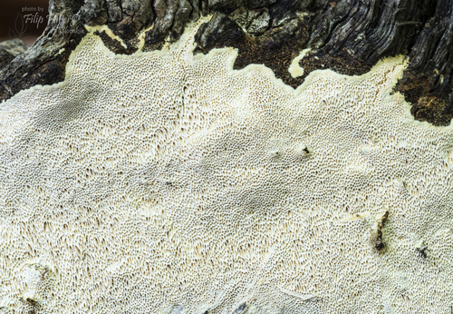 Representative image of Perenniporia meridionalis