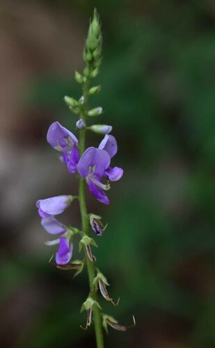 Grona nemorosa · iNaturalist United Kingdom