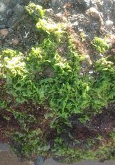 Ulvaceae