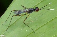 Rainieria