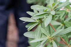 Daphne pseudomezereum