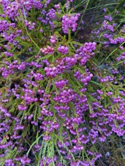 Erica multumbellifera