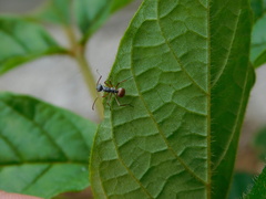 Polyrhachis bicolor