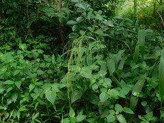 Setaria palmifolia