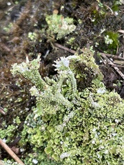 Cladonia ramulosa