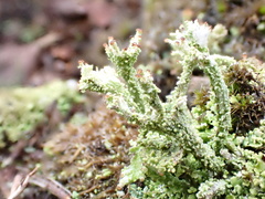 Cladonia ramulosa