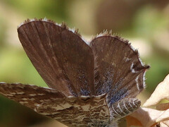 Theclinesthes serpentata