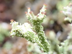 Cladonia ramulosa