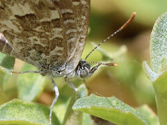 Theclinesthes serpentata