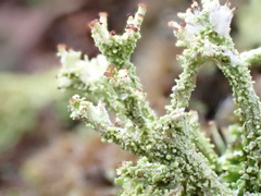 Cladonia ramulosa