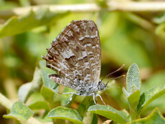 Theclinesthes serpentata