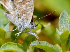 Theclinesthes serpentata