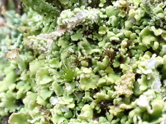 Cladonia ramulosa