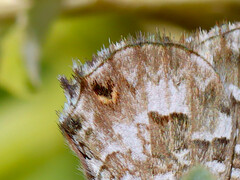 Theclinesthes serpentata