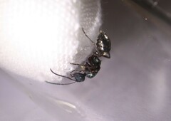 Polyrhachis lydiae