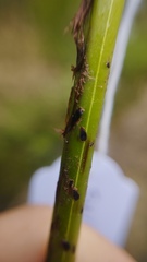Blechnum triangularifolium