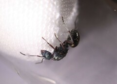 Polyrhachis lydiae