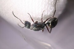 Polyrhachis lydiae