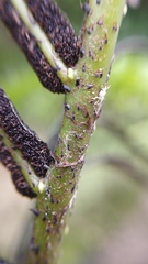 Blechnum triangularifolium