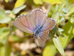 Theclinesthes serpentata