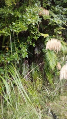 Blechnum triangularifolium